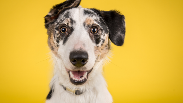 dog photo smiling background