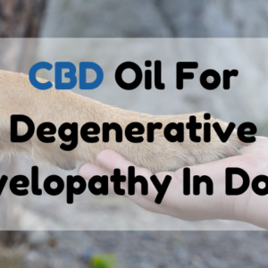 CBD oil for degenerative myelopathy in dogs featured image