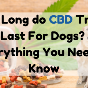 How Long do CBD Treats Last for Dogs? Everything You Need to Know
