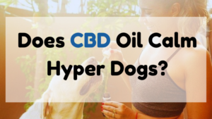 Does CBD Oil Calm Hyper Dogs?