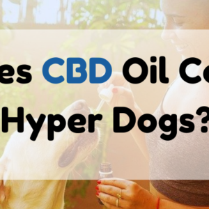 Does CBD Oil Calm Hyper Dogs?