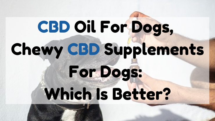 CBD Oil For Dogs Chewy