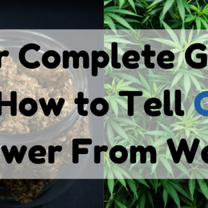 Your Complete Guide on how to tell CBD flower from weed