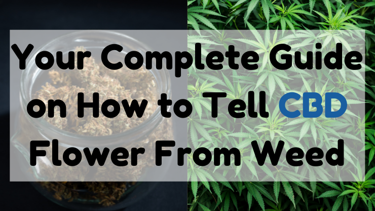 how to tell CBD flower from weed