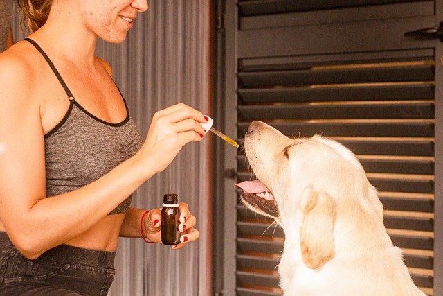 woman giving her dog CBD oil