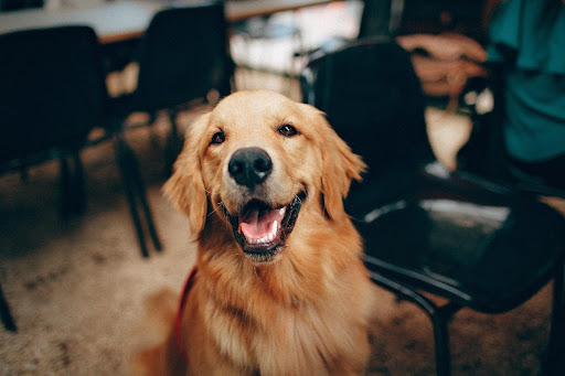 dog smiling on camera