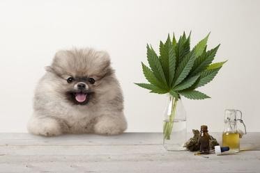 Pomeranian and CBD leaf