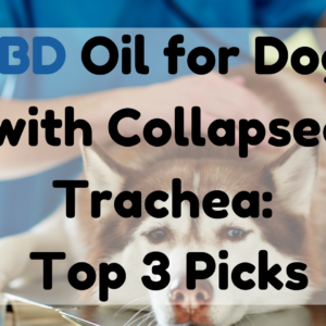 CBD Oil for Dogs with Collapsed Trachea Top 3 Picks