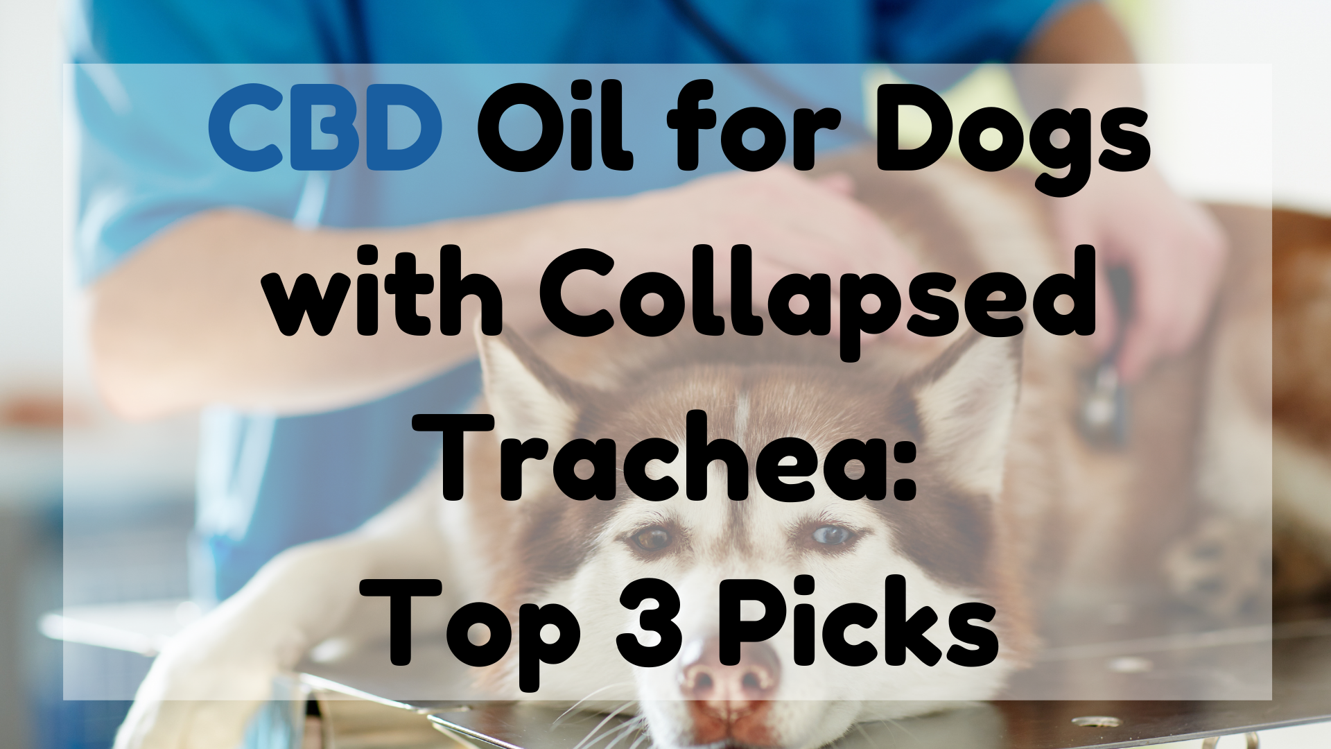 CBD Oil for Dogs with Collapsed Trachea