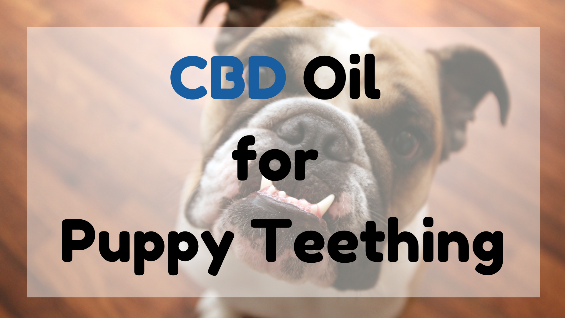 CBD Oil for Puppy Teething