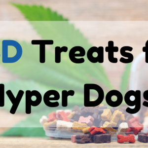 CBD Treats for Hyper Dogs