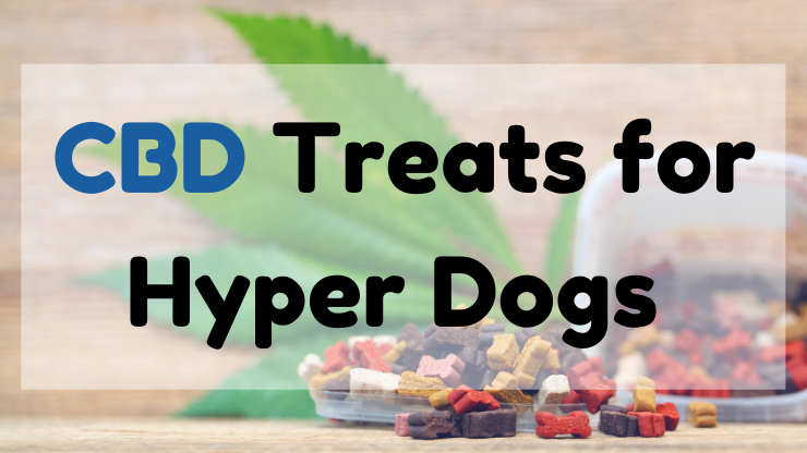 CBD Treats for Hyper Dogs 