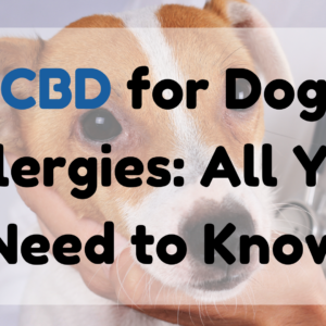 CBD for Dog Allergies All You Need to Know