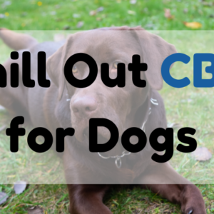 Chill Out CBD for Dogs