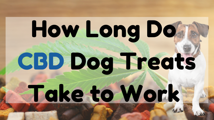 How Long Do CBD Dog Treats Take to Work