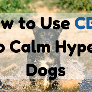 How to Use CBD to Calm Hyper Dogs