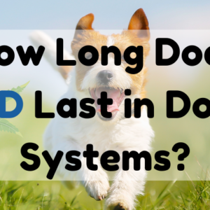 How Long Does CBD Last in Dogs' Systems