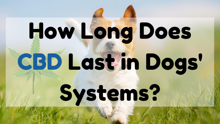 How Long Does CBD Last in Dogs' Systems