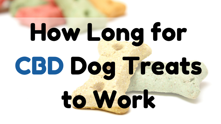 How Long for CBD Dog Treats to Work