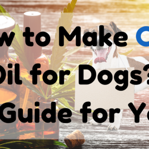How to Make CBD Oil for Dogs A Guide for You