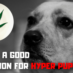 Is CBD good solution for hyper puppies
