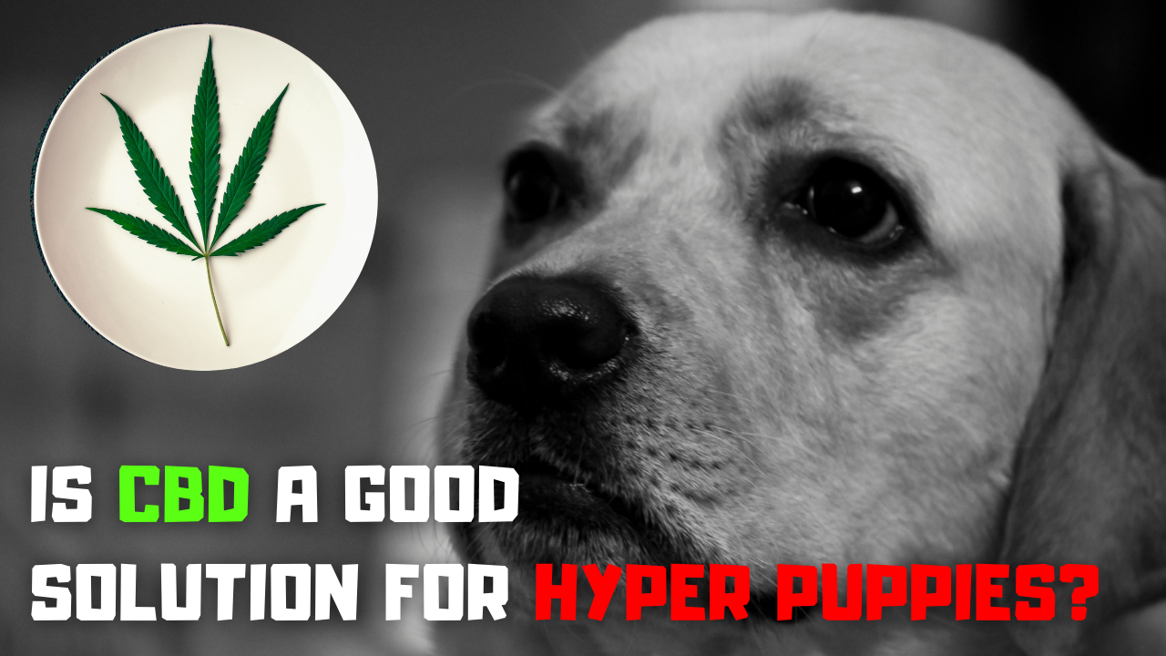 Is CBD good solution for hyper puppies