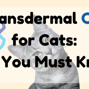 Transdermal CBD for Cats All You Must Know