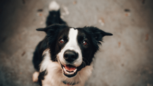 benefits of CBD treats to dogs
