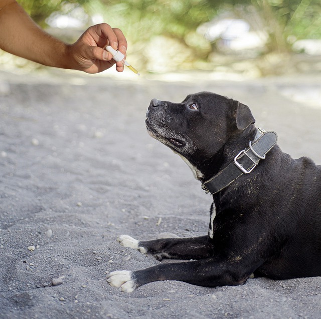 cbd for dogs relief