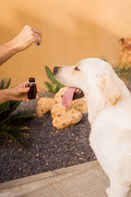 chill out cbd for dogs