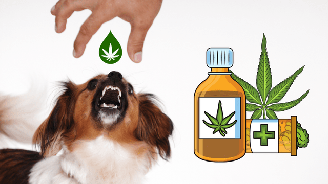 giving cbd oil for hyper puppy