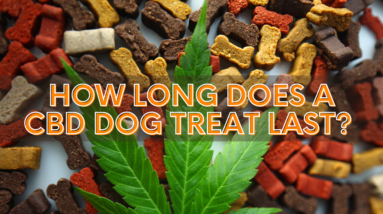 how long CBD dog treat last featured image