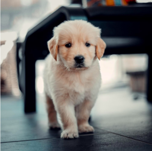 what age to give puppy cbd