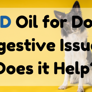 CBD Oil for Dogs Digestive Issues (1)