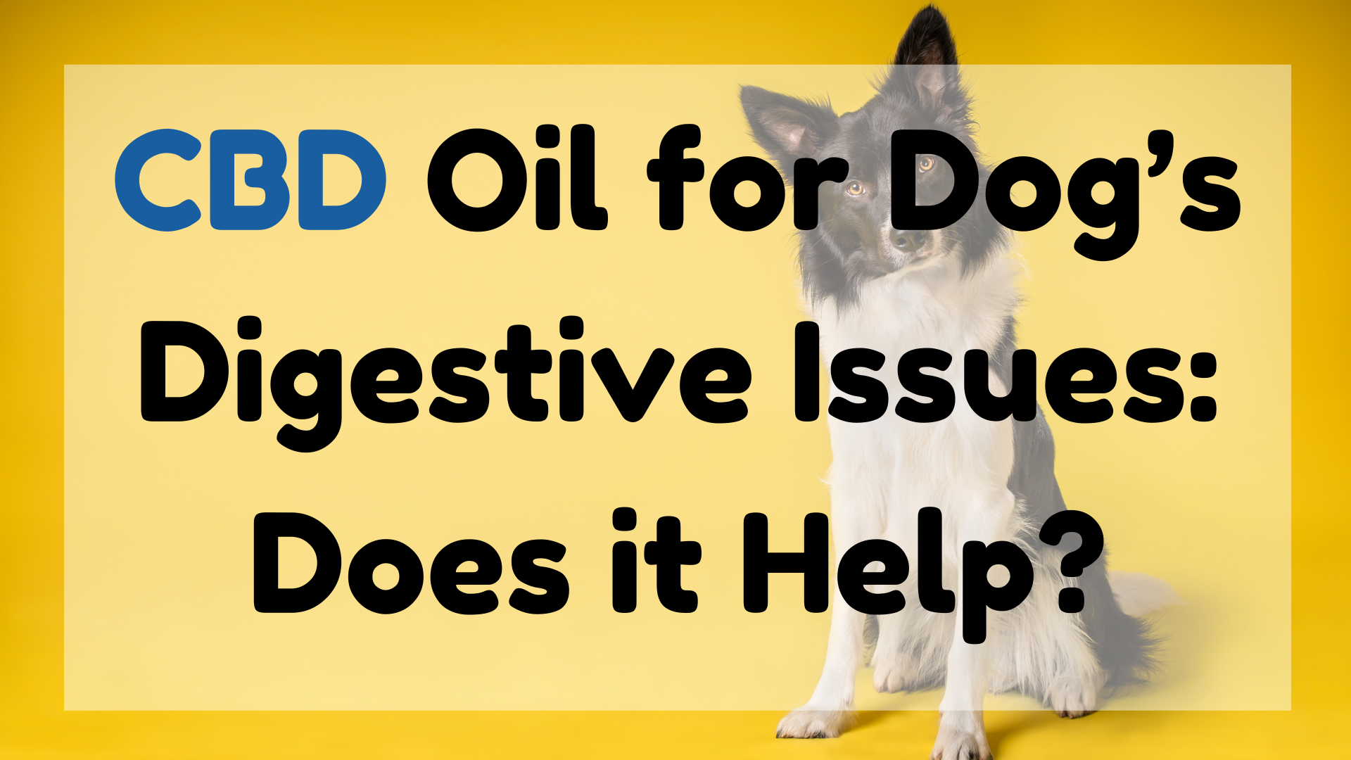 CBD Oil for Dogs Digestive Issues (1)