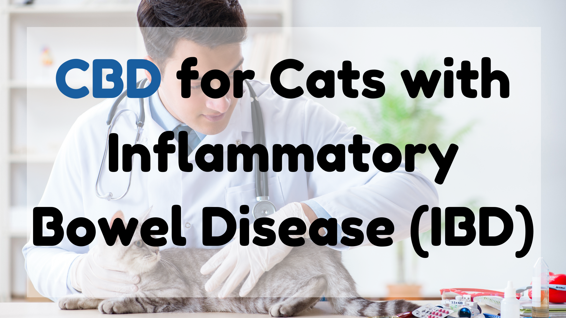 CBD for Cats with Inflammatory Bowel Disease (IBD)