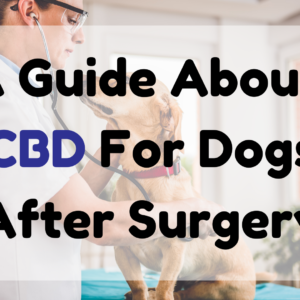 CBD for Dogs After Surgery