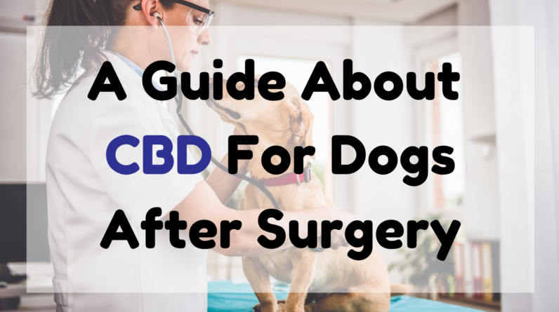 CBD for Dogs After Surgery