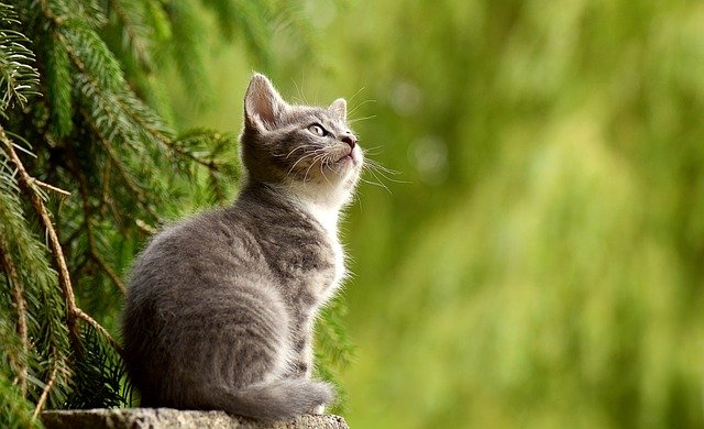 cats with inflammatory disease