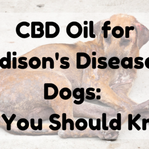CBD Oil for Addison's Disease in Dogs