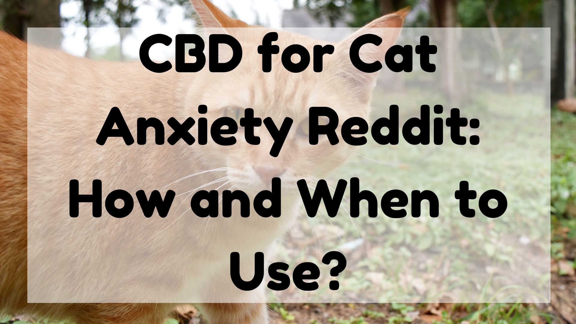 CBD for Cat Anxiety Reddit