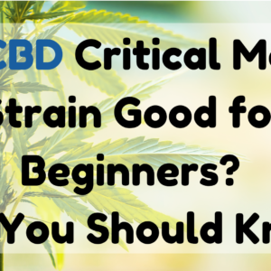 Is CBD Critical Mass Strain Good for Beginners