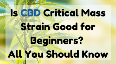Is CBD Critical Mass Strain Good for Beginners