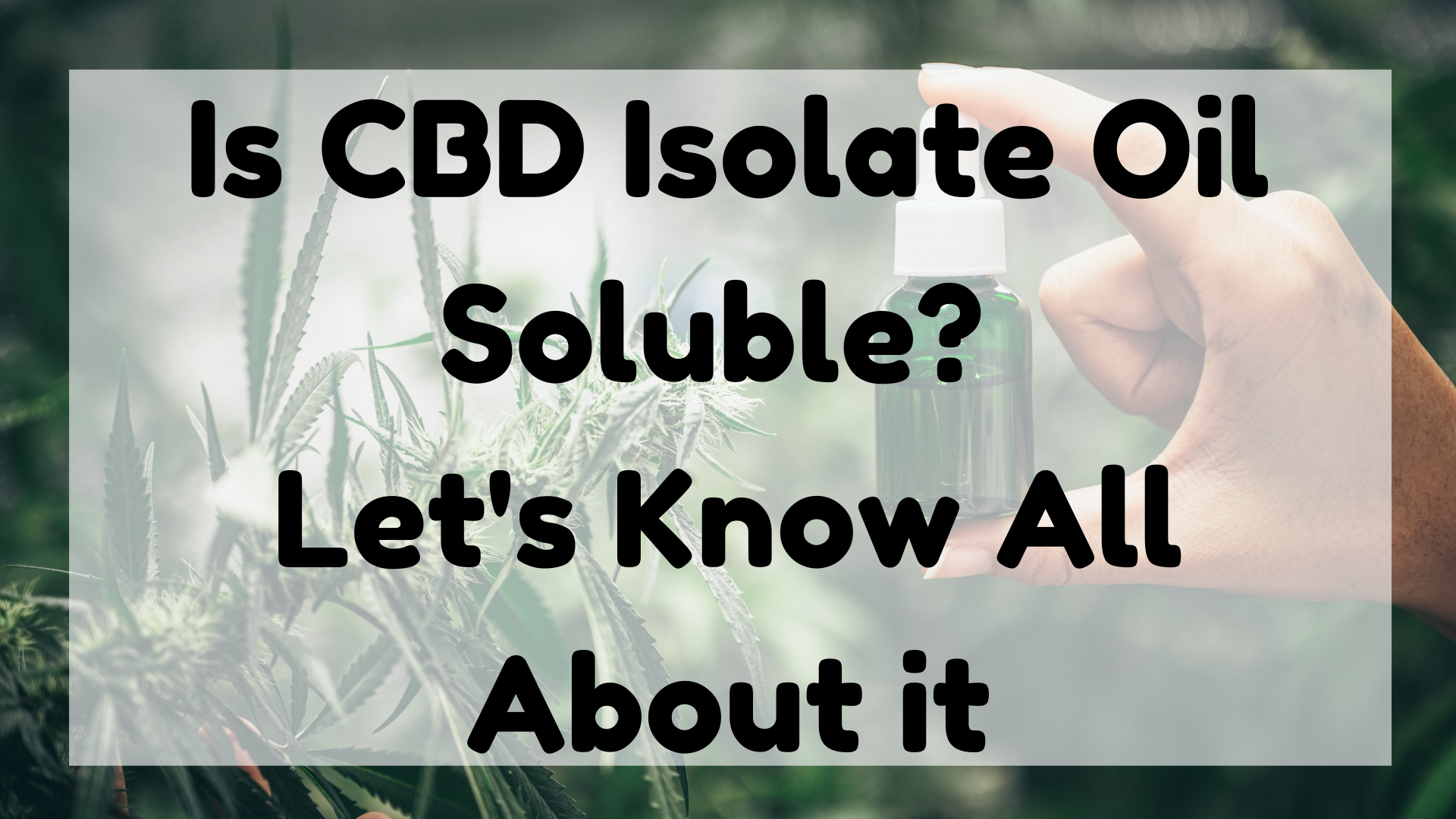 Is CBD Isolate Oil-Soluble?