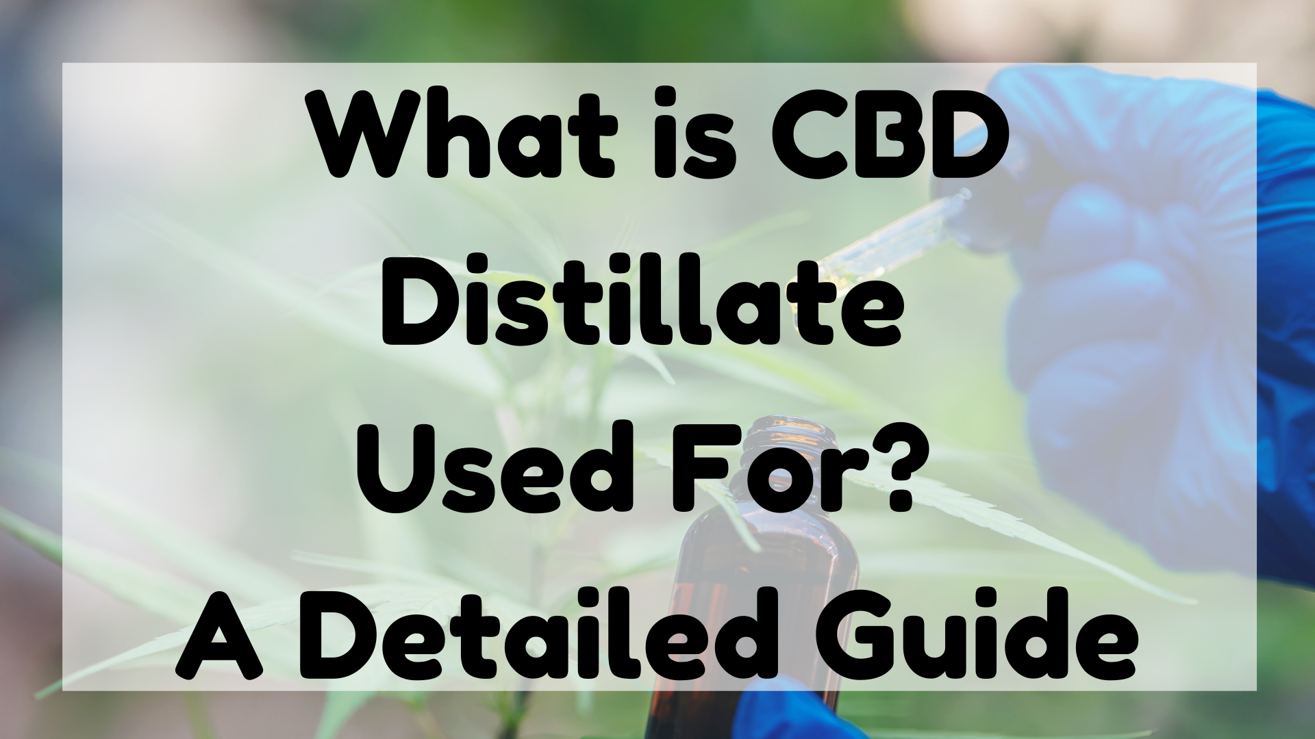 What is CBD Distillate Used for?