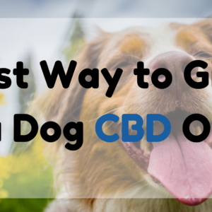 Best Way to Give a Dog CBD Oil