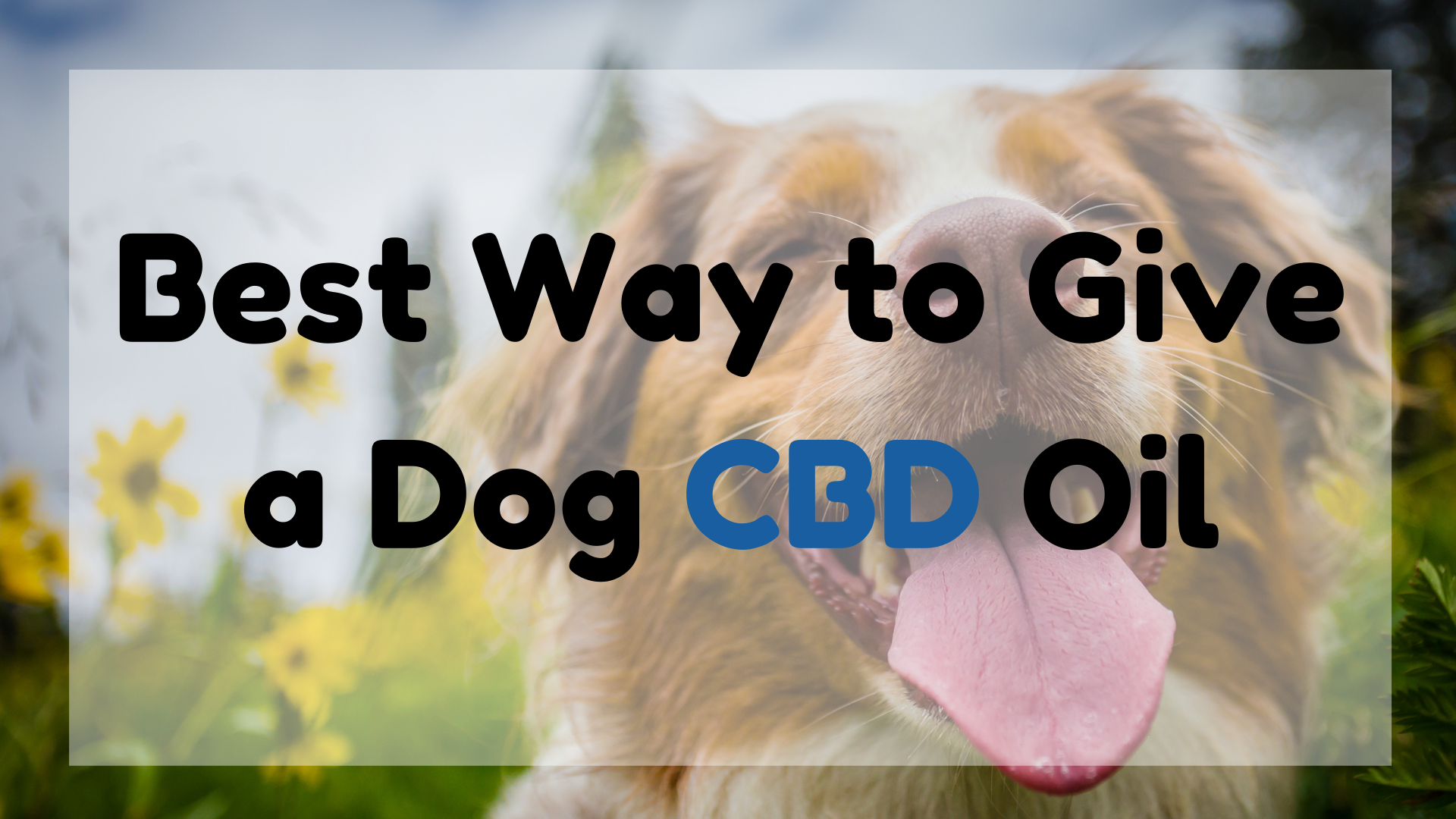 Best Way to Give a Dog CBD Oil