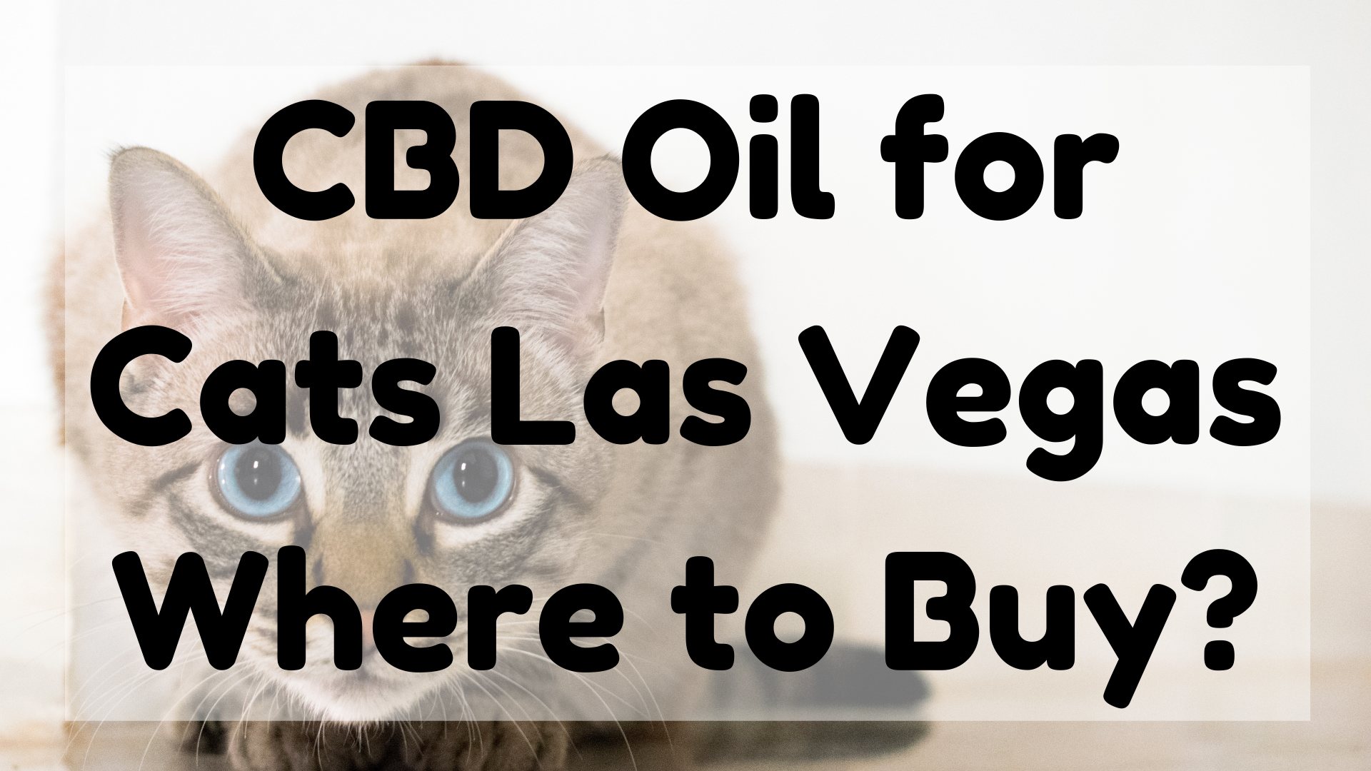 CBD Oil for Cats Las Vegas
