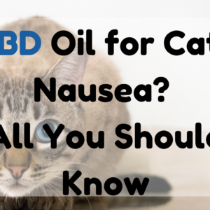 CBD Oil for Cats Nausea