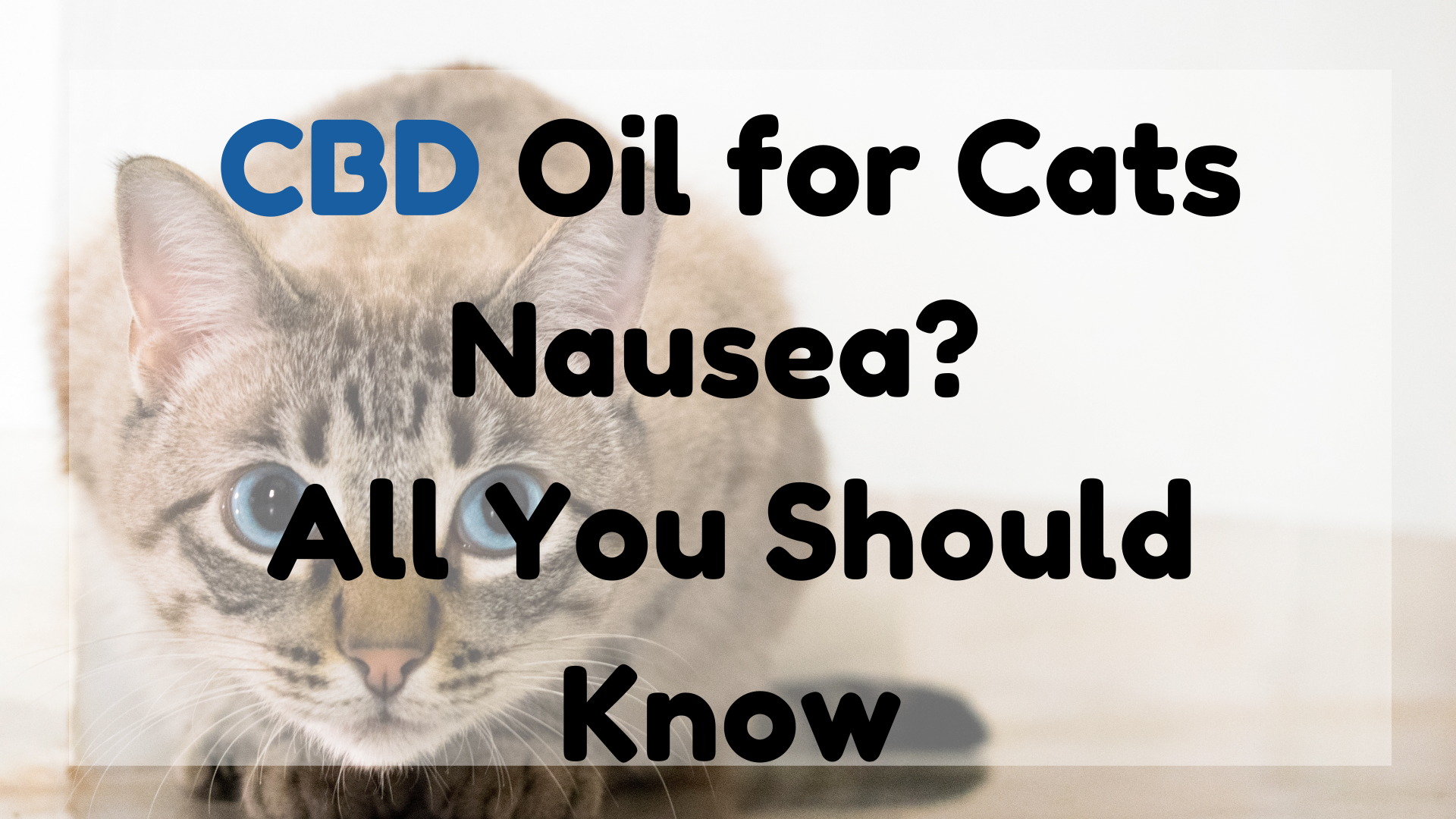 CBD Oil for Cats Nausea